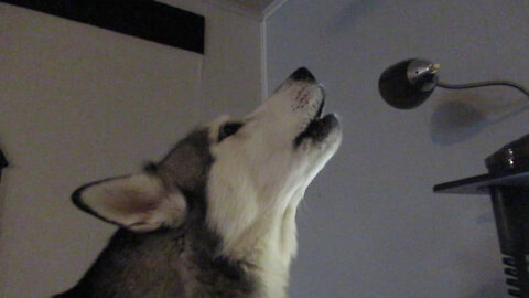 Nora the Husky Wants to Sing!