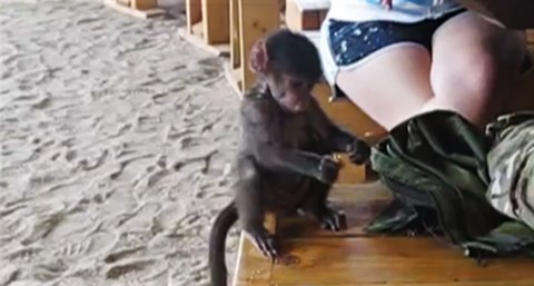 Rescued baby baboon will melt your heart!