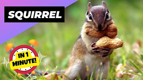 Squirrel - In 1 Minute! 🐿 One Of The Most Intelligent Animals In The World | 1 Minute Animals