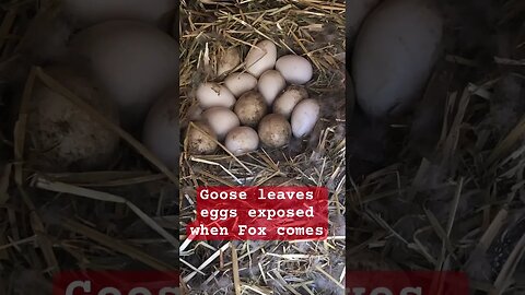 Goose leaves eggs exposed when fox comes. They usually hide eggs when leaving the nest