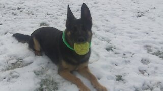 German Shepherd dog playing in the snow