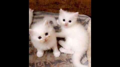 Two Adorable kitty meeting new friends.