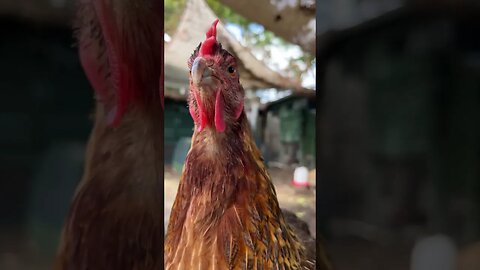 A Symphony of Squawks! Chickens Sing their Hearts out!