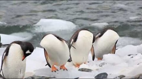 Härliga pingviner filmade vid Antarktis