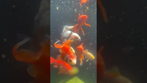 DEEP IN THE POND A MONSTER IS LURKING #fancygoldfish #aquarium #ranchugoldfish #goldfishtank