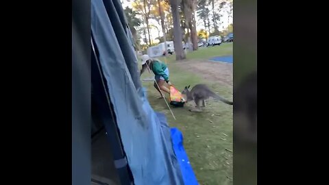 Determined kangaroo hilariously chases woman around campsite in pursuit of her shopping bag