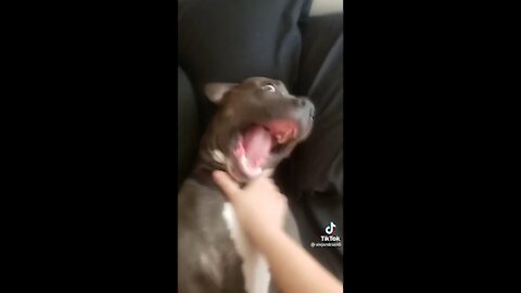 Cute & Funny Pet▐ TIKTOK