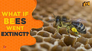 What If Bees Went Extinct ?