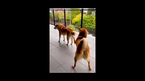 Funny animal videos 2022