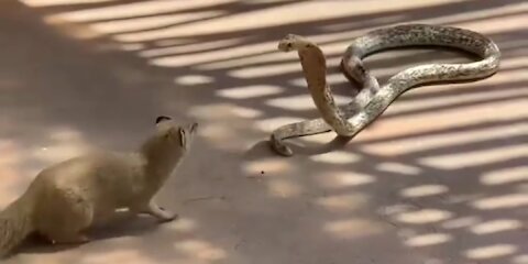 Pertarungan ular vs musang//snake vs weasel fight