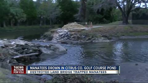 Manatees drown in Citrus Co. golf course pond