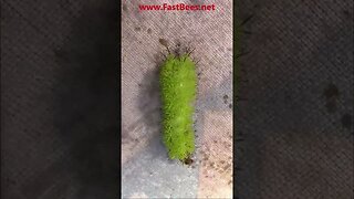 Caterpillar