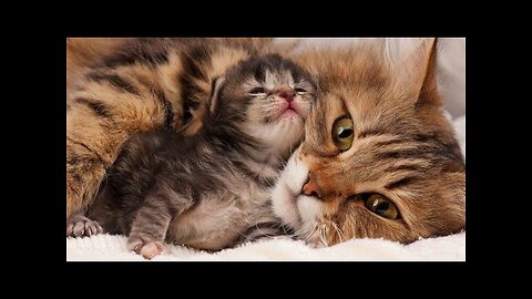 Funny cat videos 😍😍 #petsworld