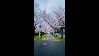 Walking under the sakura blossoms