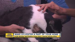 Pet of the week: Sweet Sylvester is a perfect lap cat seeking fur-ever home