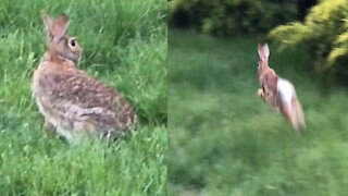 rabbit is looking for a place to nest