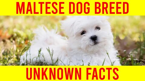 Maltese Dog Breed 10 New Facts You Need To Know