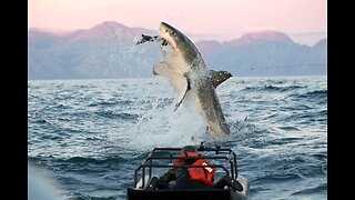 Great white shark breaching