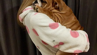 Bulldog puppy dancing with mommy