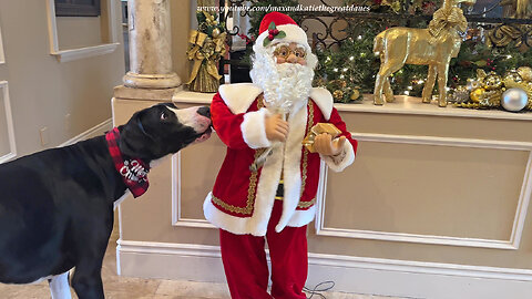 Funny Great Dane Swipes Dancing Santa's Jingle Bells