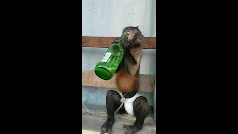 Monkey Drinking a Beer