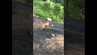 Bull arab rescue dog loves football 1