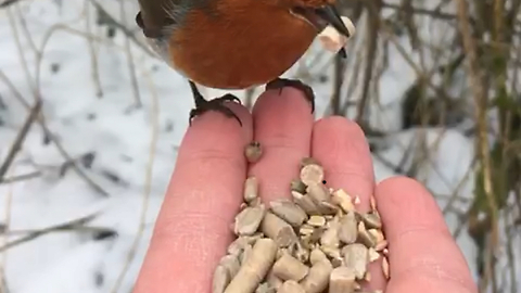 European Robin being hand fed