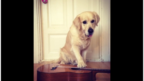 Golden Retriever learns to play the guitar