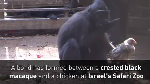 Monkey adopts chicken as best friend in Israel zoo