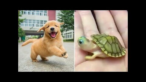 Funniest Animals 2024 😂 Best Funny Cats and Dogs 😻🐶 Part 6 | Cute Baby Dogs