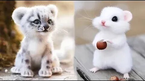 World Cute baby animals Videos Compilation cute moment of the animals #5