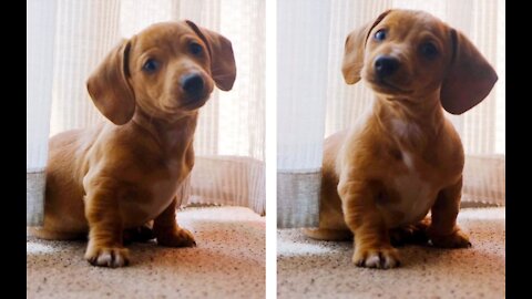 Little Puppy Trying To Understand What's In Front Of Him