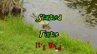 Startled Turtle