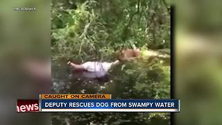 Deputy rescues dog from swampy water