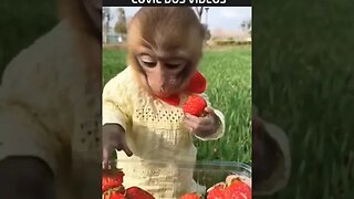 macaquinho comendo morango