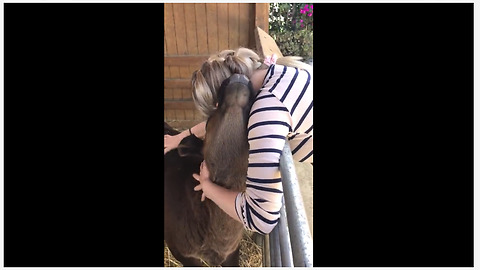 Precious calf loves to give human hugs