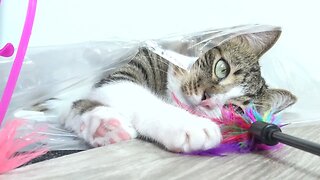 Funny Cat Plays from a Plastic Bag