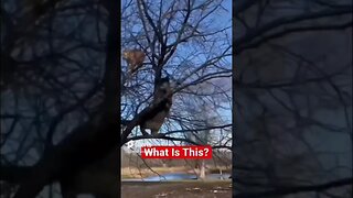 Barn Cats stuck In The Tree #shorts