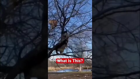 Barn Cats stuck In The Tree #shorts