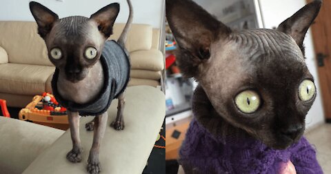 Meet Lucy, An Adorable Sphynx Cat That Looks Like A Bat Due To Rare Condition