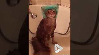 Just a cute cat bathing