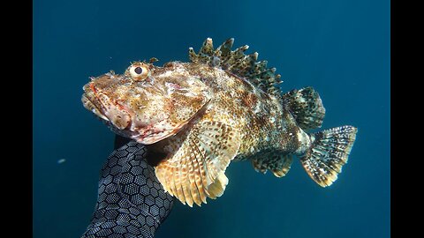 Shooting wahoo of a catamaran is the ultimate thrill,