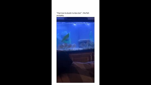 The fish are watching TV