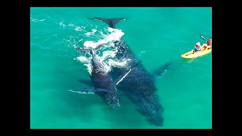 Playful whale calf gives kayakers a big push