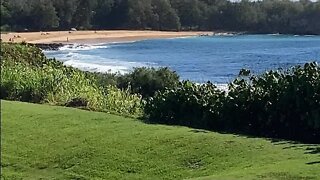 HAWAIIAN MONK SEAL 🦭 RESTING ON THE ROCKS