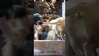 Lion 🦁 Attacks Zookeeper