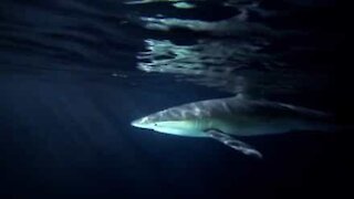 Diver swims with sharks at night