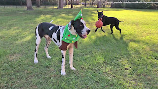 Dog Elf Costume Survives Funny Great Dane Test Run