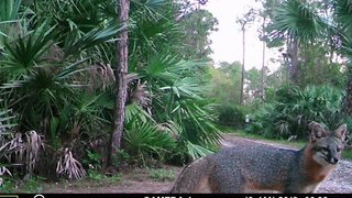 Bobcat on the prowl in Palm Beach Gardens