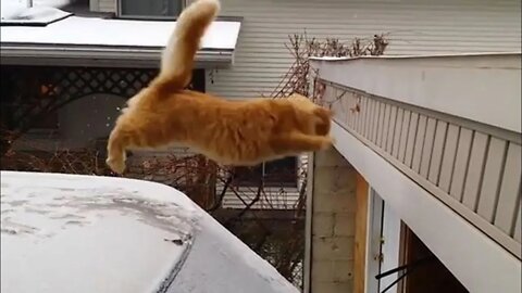 Cute Cats Jump Fail Compilation - The Best Fails EVER! | Try not to laugh | Robin Hood